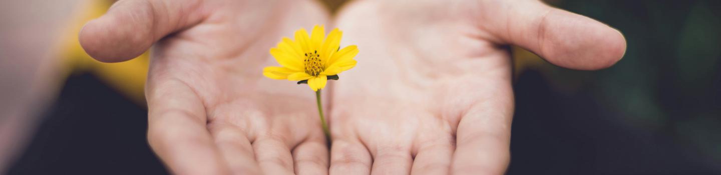 rozica in roke Fotografija lina trochez ktPKyUs3Qjs unsplash